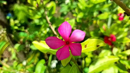 Macro Pink Rose Periwinkle Madagascar Flower Catharanthus roseus Exotic Tropical Bloom for Design, Print and Nature Illustration
