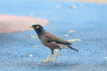 bird on the beach