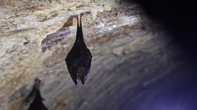 Close up small sleeping lesser horseshoe bat covered by wings, hanging upside down on top of cold arched brick cellar and hibernate. Creative wildlife
