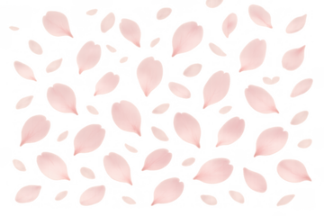 Pink sakura petals gently falling and scattering across a transparent background, creating a beautiful spring floral pattern