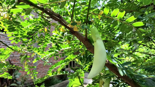 Macro Photo of White Sesbania Grandiflora Flower &ndash; Tropical Edible Plant with Herbal Properties Popular in Traditional Asian Dishes