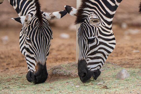 zebra eating grass