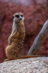 Fototapeta premium meerkat on guard