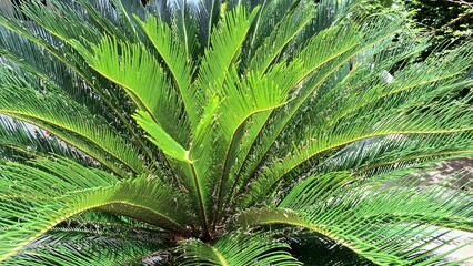 Exotic Cycas Revoluta Green Leaves in Macro Photography, Ideal for Eco Branding and Environmental Campaigns