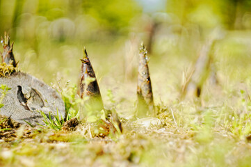 春の光の中で成長するタケノコ