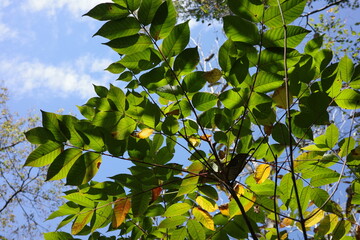 秋の森で紅葉する前のヤマウルシ