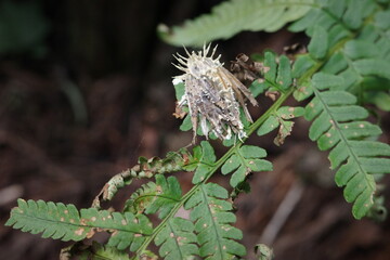 冬虫夏草菌に感染した昆虫の死骸