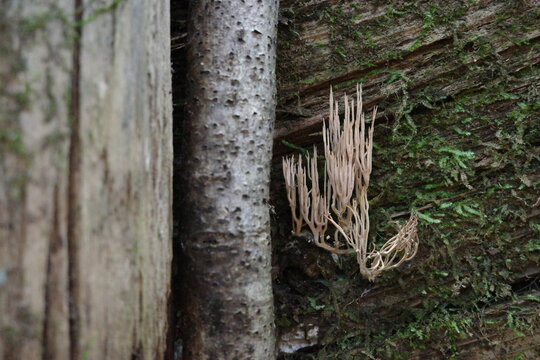 仙台市青葉山の秋の森で、古い木枠から生えていたフサタケ