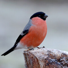 Bullfinch