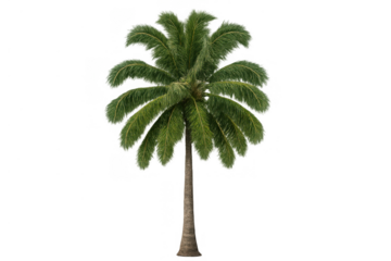 Palm tree with green fronds standing tall, depicting tropical vacations, exotic dreams, and summer paradise, transparent background