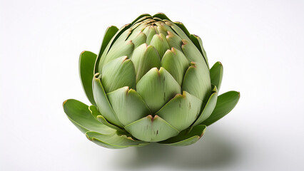 A whole fresh artichoke photographed neatly on white background