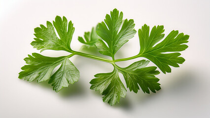 A sprig of fresh parsley with sharp texture on bright white background