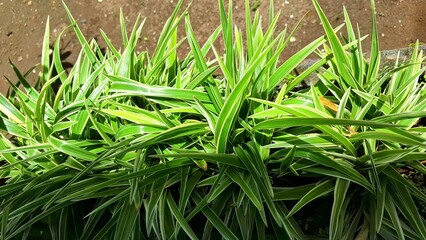 Healthy and Vibrant Spider Plant (Chlorophytum comosum): Close-Up of Lush Green Leaves with White Edges, an Easy-to-Care Indoor Plant for Natural Home Gardening