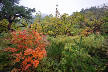 Wonderful autumn colours of the trees in  the  Seoraksan National Park near Sokcho