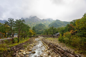 Wonderful autumn colours of the trees in  the  Seoraksan National Park near Sokcho