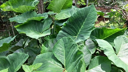 Tropical taro plant Colocasia esculenta edible root crop with giant green leaves grown in humid garden perfect for food agriculture and exotic plant stock photo