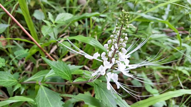 Fresh White Java Tea Flower Orthosiphon Aristatus Bloom Close Up Botanical Image Garden Photography