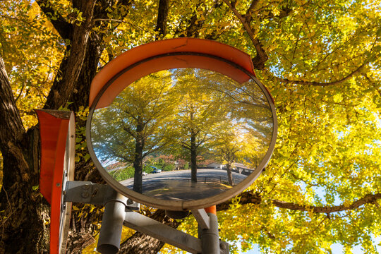 Vibrant yellow ginkgo trees and an autumn streetscape are clearly reflected in a round traffic convex mirror, surrounded by ginkgo leaves.