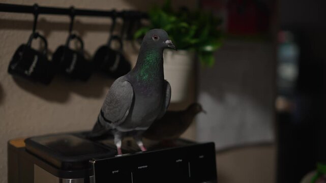 Domestic gray pigeon standing on kitchen surface near plant