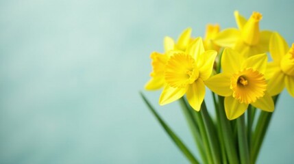 Fototapeta premium Vibrant Yellow Daffodils Against a Soft Aqua Background, Perfect for Springtime Greetings or Floral Designs