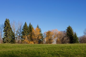 Fototapeta premium Autumn Trees Under Clear Blue Sky