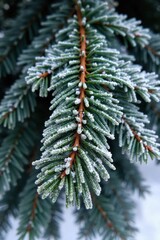 Dark Sky, Snow Dusted Pine Branches Close up macro shot of dark green pine needles heavily dusted with white frost and snow. The background is a deep, solid black with no discernible stars or light