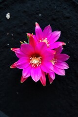 Cactus Pink Petals Macro Detail An extreme macro shot focusing on the intricate details of bright pink cactus flower petals. Subtle dew drops glisten on the velvety surface. The background is softly