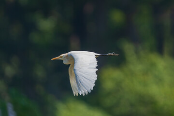 An Eastern Cattle Egret soaring gracefully in flight over a lush landscape, wings spread wide, captures the elegance of this white wading bird in motion.