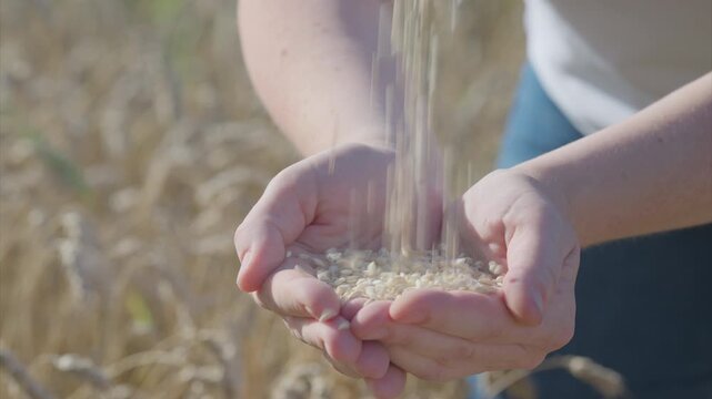 Harvesting Grains A Beautiful Touch of Natures Abundant Bounty and Its Significance