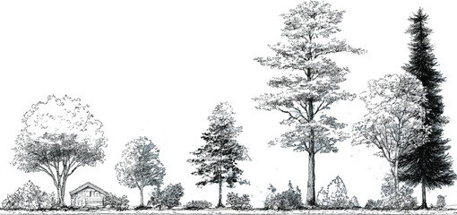 Black and white sketch of diverse trees and a small cabin in a landscape nature drawing