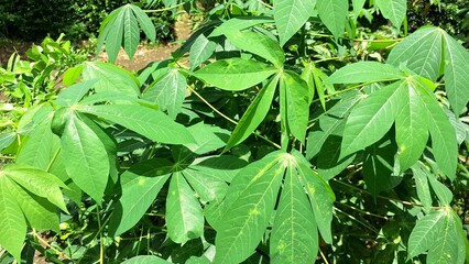 Cassava Plant Leaves Close-up Green Foliage