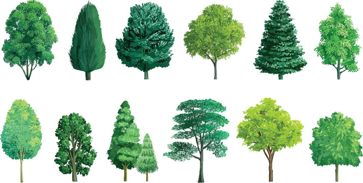 Collection of diverse green trees with varied shapes and textures on white background nature plant