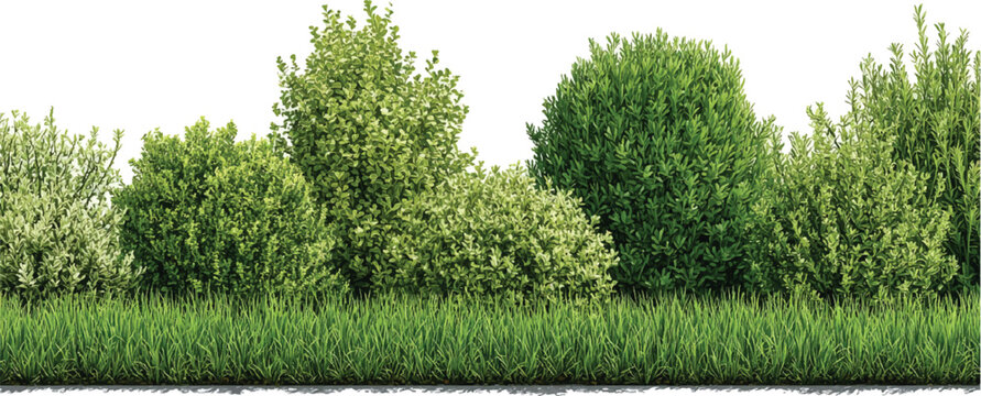 A row of lush green bushes and tall grass against a white background shrub foliage