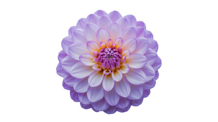 A stunning purple and orange dahlia flower in full bloom, showcasing intricate petals and vibrant colors against a plain transparent background, perfect for floral designs. background removed
