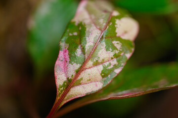 アルテルナンテラ