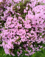 Rosa Azaleenblüte im Frühling
