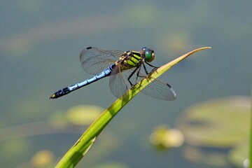 Dragonfly s Summer Perch A dragonfly resting on a reed by a sunlit carp pond, capturing delicate insect and aquatic life. Close up of a delicate, iridescent dragonfly with intricate wings perched on a