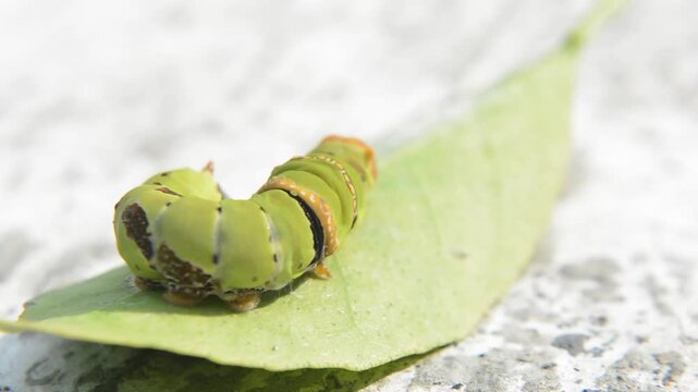 Extreme Macro Shot of Two Large Green Papilio Caterpillars Moving and Feeding on a Leaf. Dualism, Collaboration, Life Cycle, and Garden Pest Concept