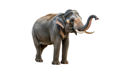 Obraz premium A majestic Indian elephant with tusks and wrinkled grey skin stands, trunk raised, against a solid transparent background. background removed