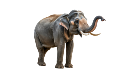 A majestic Indian elephant with tusks and wrinkled grey skin stands, trunk raised, against a solid transparent background. background removed