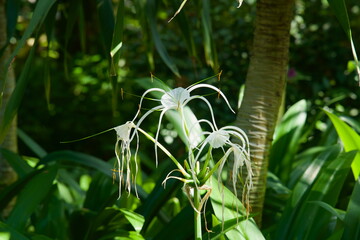 White Spider Lily Bloom