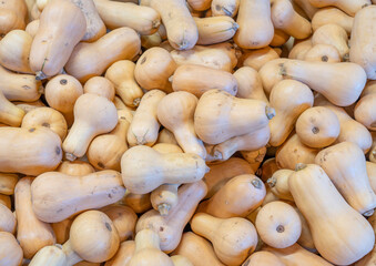butternut squash pile in farm in harvest season