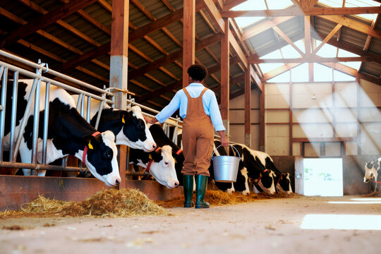 Young Adult Black Woman Feeding Cows and Carrying Metal Bucket in Barn