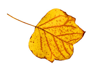 close up on yellow tuliptree leaf with brown leaf vein