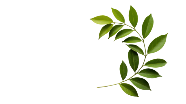 A fresh green leafy branch gracefully curves on a solid transparent background, perfect for organic, eco-friendly, or decorative design elements. background removed