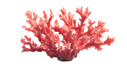 Vibrant red branching coral structure from the ocean, isolated on transparent background