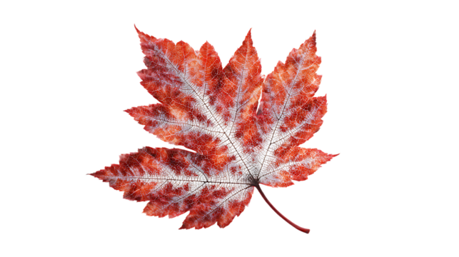 Red maple leaf with intricate white patterns, showcasing autumn colors, isolated on transparent background