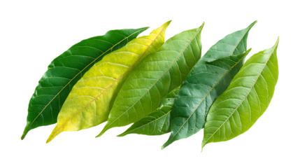 A gradient of green leaves, from dark to light, arranged diagonally, isolated on transparent background