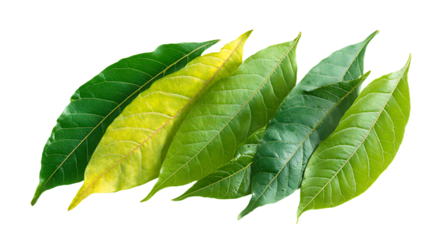 A gradient of green leaves, from dark to light, arranged diagonally, isolated on transparent background