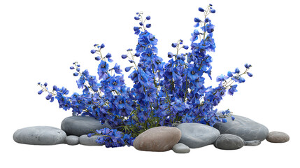 Vibrant blue delphinium flowers with smooth river stones, isolated on transparent background